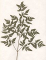 Herbarium.jpg